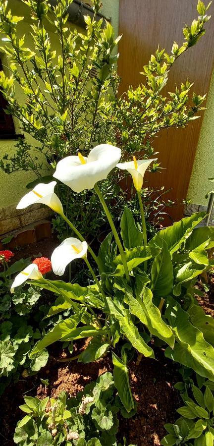 Holiday Home Matosevic Медулин Экстерьер фото